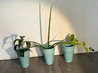 Stueplanter i ens skjulere