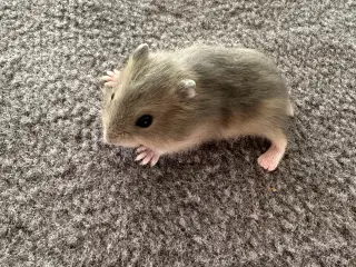 Hamsterunger
