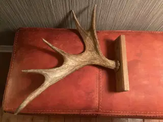 Gevir på træplade fra elg