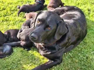 Labradoodle hvalpe 