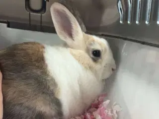 Bertram, sød og tam kanin 🐰