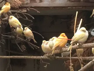 Kanarie pris fra 100 kr