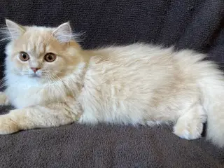 Selkirk rex, langhår
