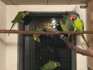 Blommehovedet parakit