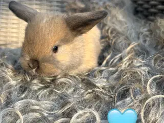Kaninunger