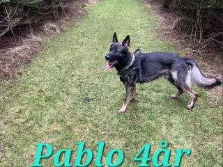 Grå schæfer han hund