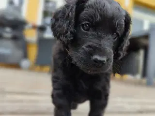 Cockerpoo - Cavapoo doodle hvalp-besøg os gerne 