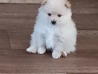Ægte pomeranian hvalpe 2 stk