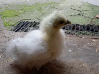 Kyllinger af dværg silkehøns