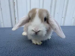 Dværgvædder/Mini lop hunkanin