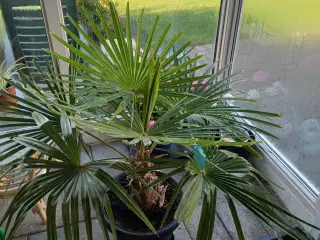 Palme