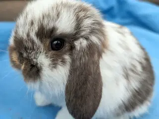 Minilop kaninunge sælges 