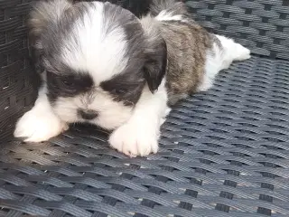 Shih Tzu hvalpe