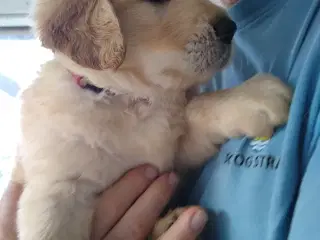 Verdens smukkeste Golden Retriever hvalpe-nye bil.