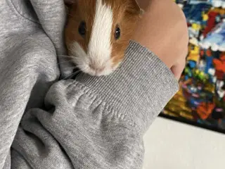 Den sødeste marsvinunge (hun)