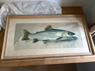Svend Saabye “Bækørred”
