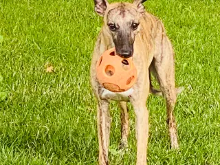 Whippet søger hjem