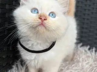 Ragdoll/birma