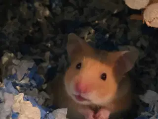 Guldhamster unger, sælges 