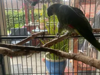 Amazon papegøje