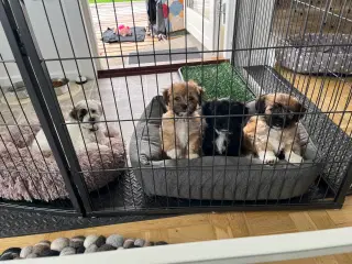 Puddel/shitsu/cotten