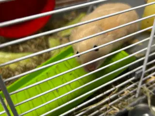 4 måneder gammel han guldhamster 