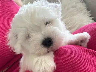 Ægte lille bomulds tot ( coton de tulear ) 