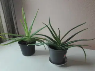 Aloe Vera stueplanter