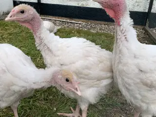 Kalkuner