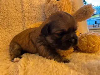 Lhasa Apso hvalpe med DKK plus