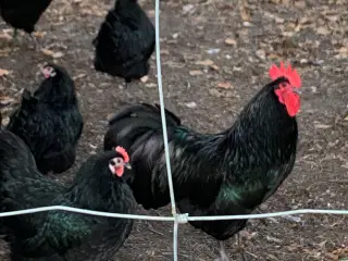 Rugeæg, 10-20 stk af Australorps 