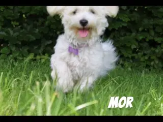 2 lækre bichon havanais/malteser hvalpe