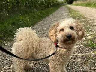 skøn Maltipoo Max