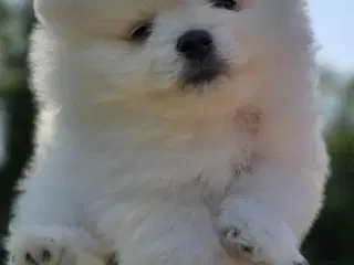 Sød hvid  Pomeranian hvalp søger kærlig hjem :)