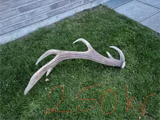 7 STK. Kaste stænger fra kronhjorte 250-350 kr.