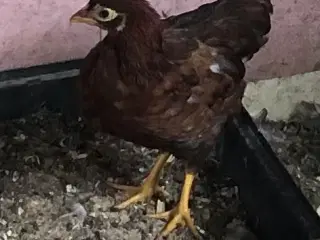 Wyandot dværg høne kyllinger