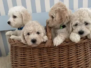 Smukke mini Goldendoodles