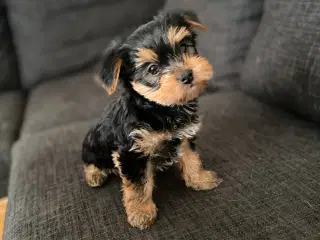 2 Yorkshire terrier boys left