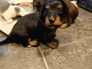 Langhåret dværg gravhund 
