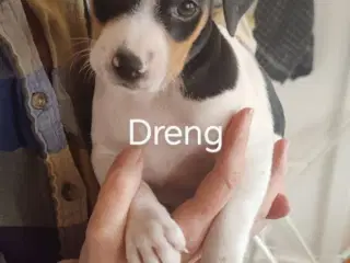 Dansk svensk gårdhund