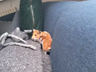 Guldhamster bortgives