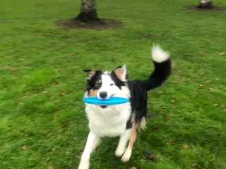 australian shepherd han på 1 år 