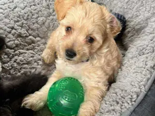 Lhasa Apso blandings hvalpe Kun tre tilbahe