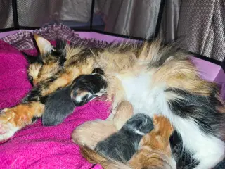 Mainecoon blandinger med dyrelæge pakke