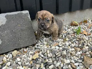 Dansk-Svensk gårdhund- Fransk Bulldog