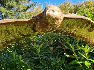 Flyvende musvåge, flot fjerdragt, udstop sælges