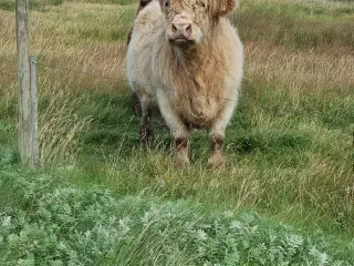 Skotshøjlands kvæg, sælges
