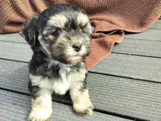 Maltipoo hvalpe 