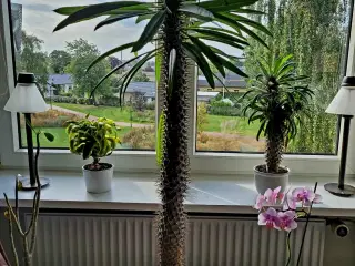Høj Kaktus 1.2 m