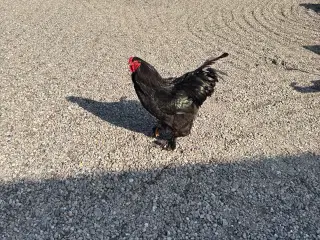 høns brahma 